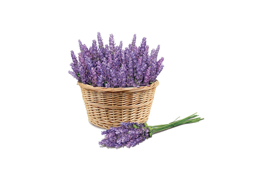 bunga lavender cocok untuk di dalam ruangan