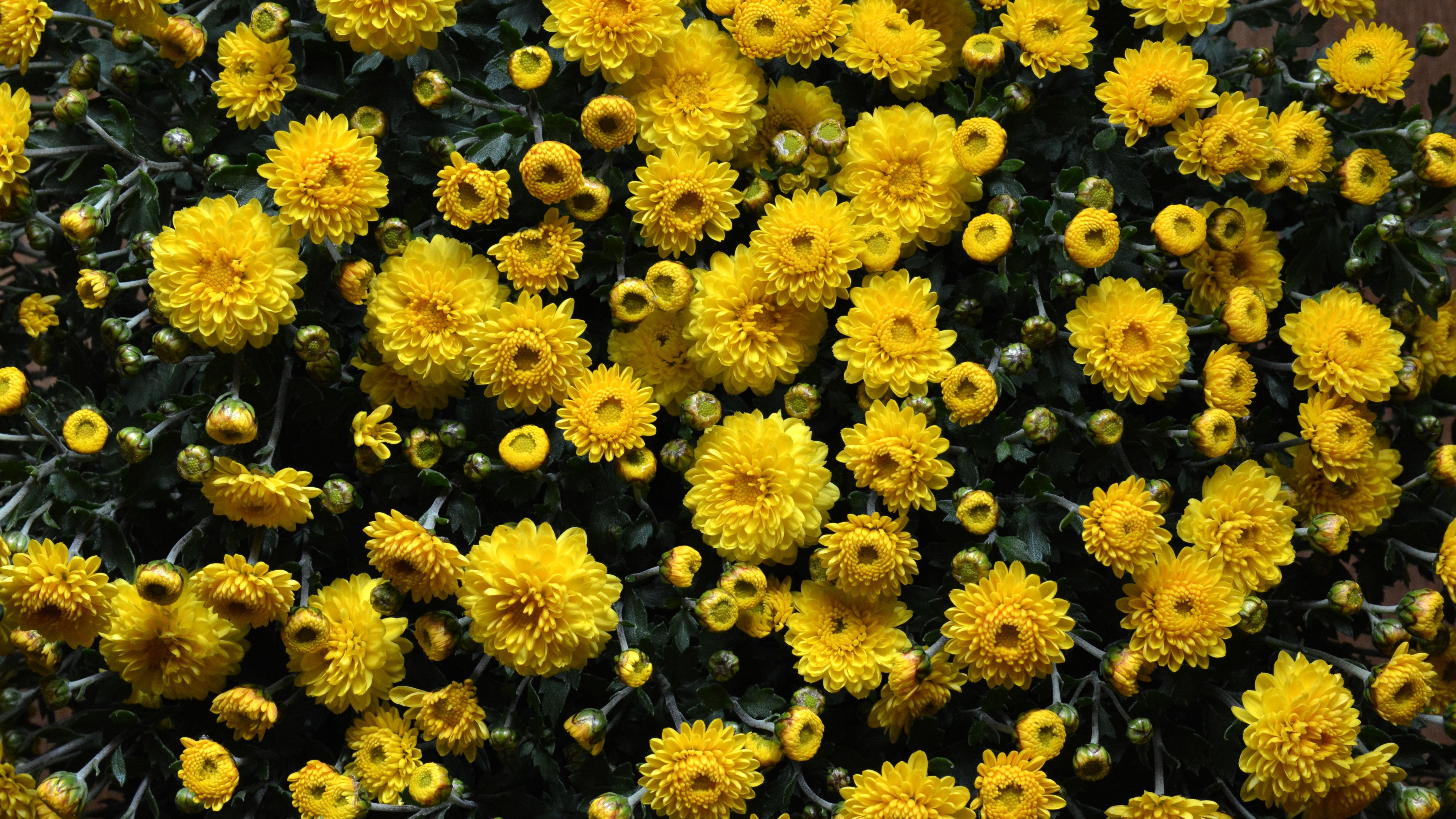 chrysanthemums-flowers-flowerbed