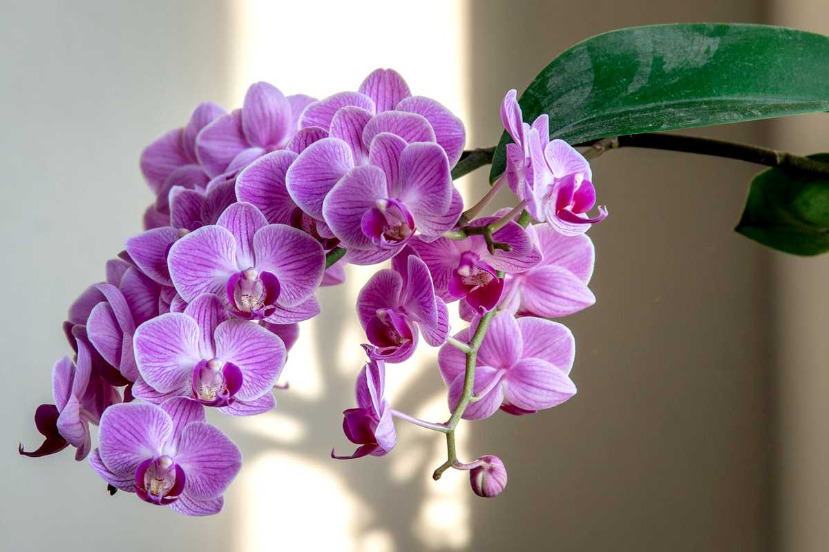 orchidee-phalaenopsis