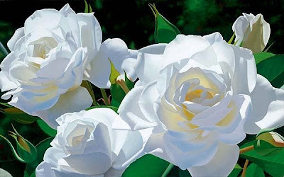 gambar bunga mawar putih