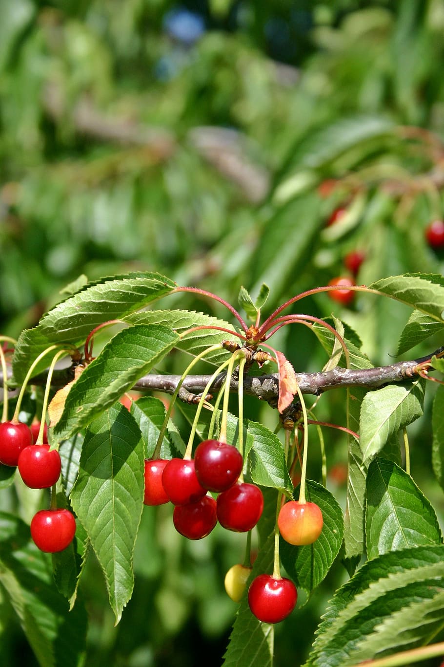 cherry-tree-plant-branch