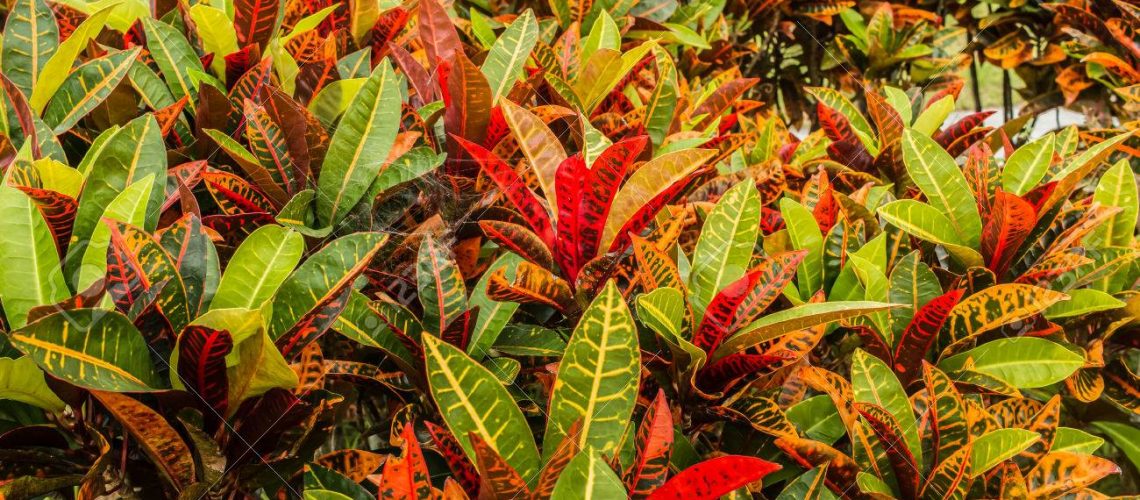 colorful croton plant,tropical tree leaf texture.