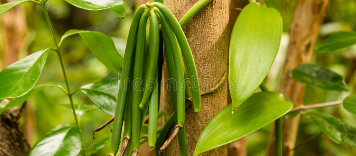vanilla-plant-green-pod-37428560